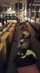perros durmiendo en un bar