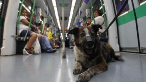 perro metro madrid