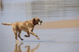 perro en la playa