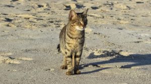 Gato en la playa