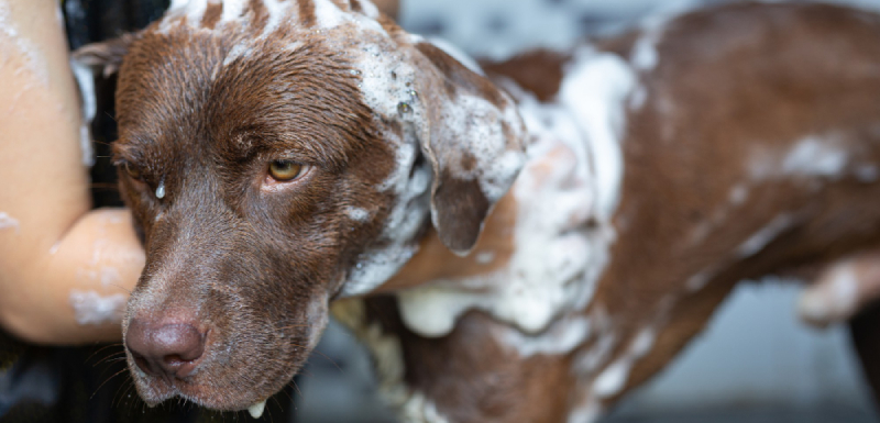 como elegir el mejor champu para perros