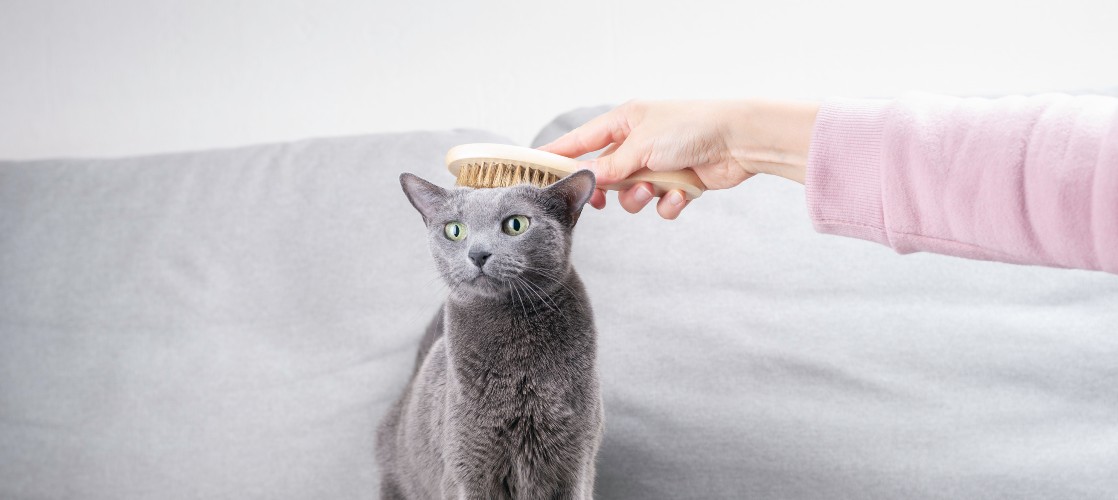 Cómo cepillar a un gato: Guía completa para un pelaje saludable