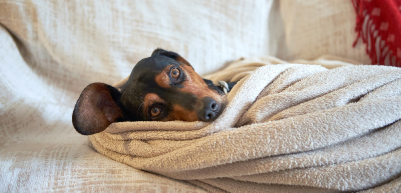 dormir con un perro en la cama