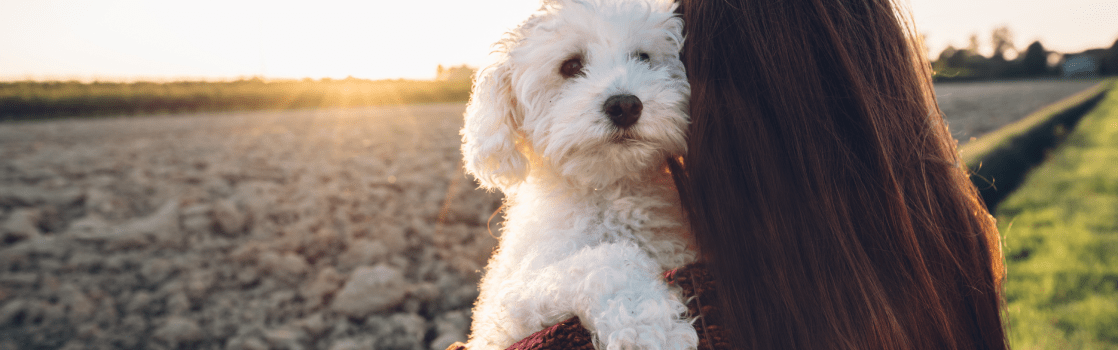 Plataforma adopción: kiwokoadopta.org | Kiwoko