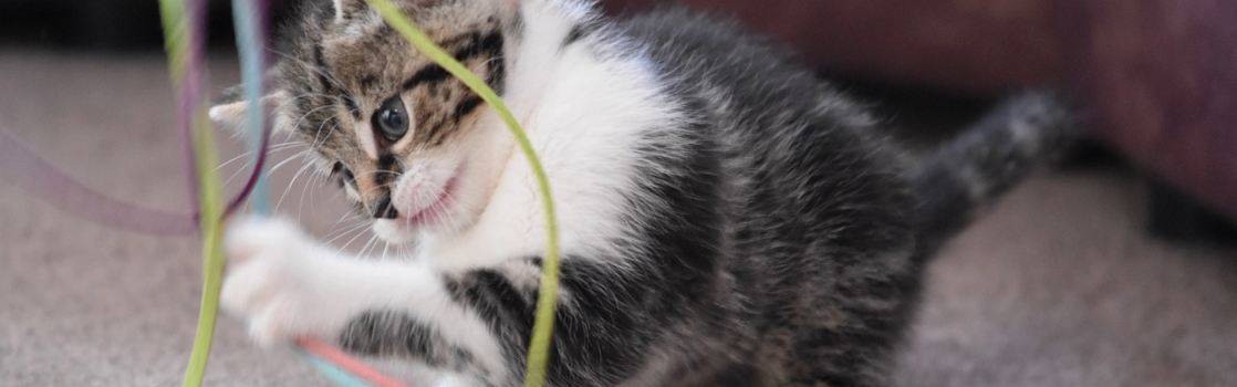 Juguetes favoritos sales de los gatos