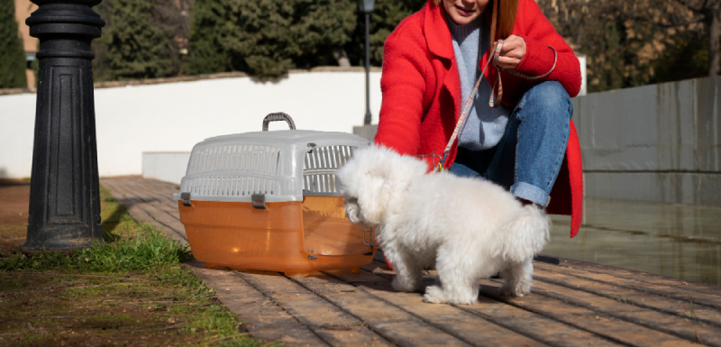 como acostumbrar perro transportin