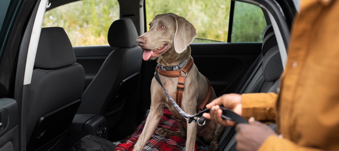 ¿Qué hago si mi perro tiene miedo al coche?