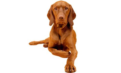 vizsla perro para hacer deporte