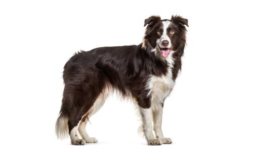 Border Collie perro para hacer deporte