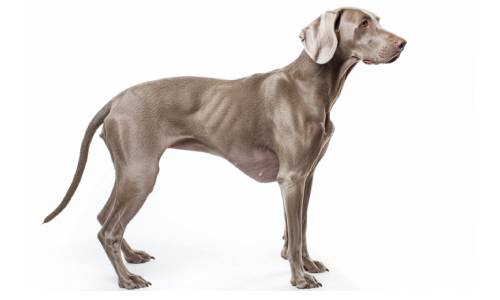 braco de weimar perro para hacer deporte