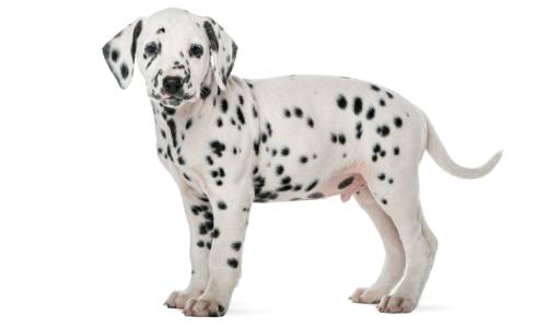 dalmata perro para hacer deporte