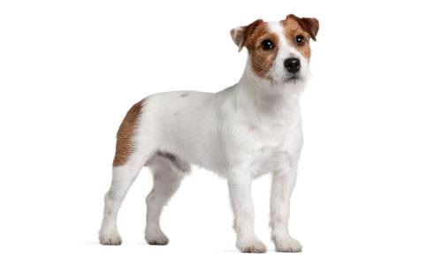 jack russell terrier perro para hacer deporte