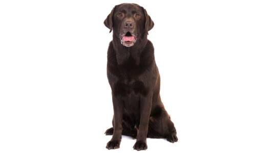 Labrador Retriever perro para hacer deporte
