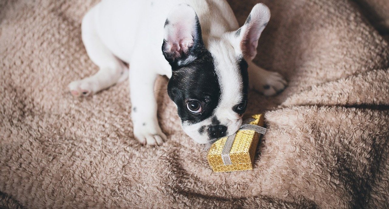 10 para perros de Navidad y otras mascotas