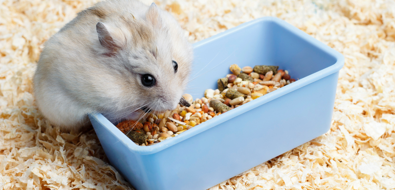 que puede comer un hamster