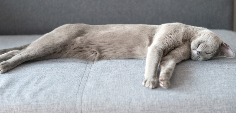 gato durmiendo