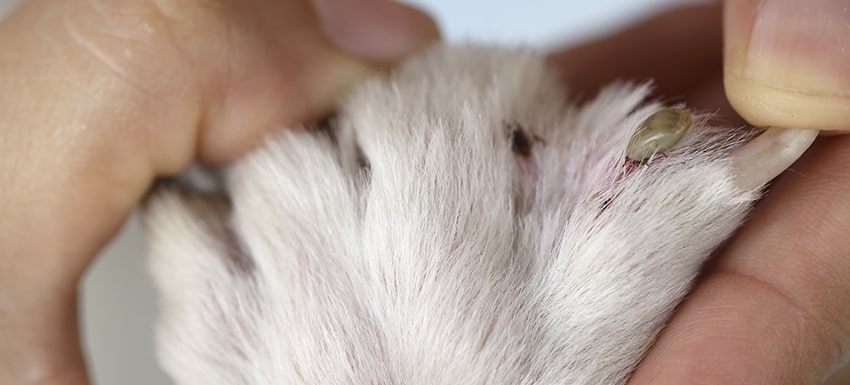 ¿Cómo Eliminar Garrapatas en Perros Rápido? Método Fácil + Remedios