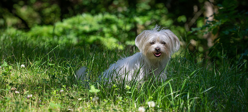 bichón maltes