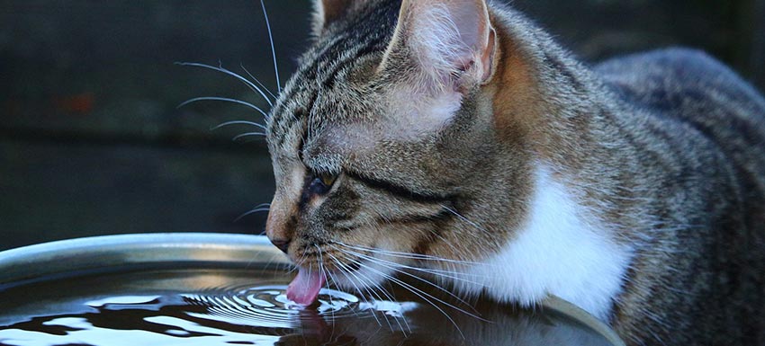 agua necesita beber mi gato al día?