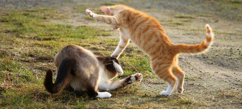 jugo menta Manuscrito Consejos para separar a dos gatos que se están peleando