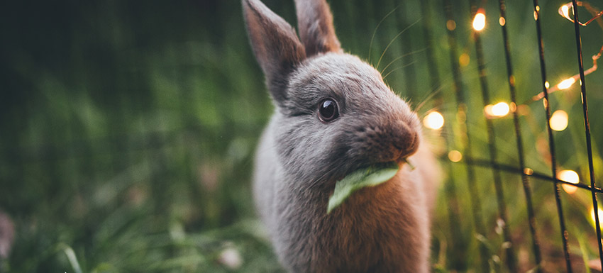 Muda de pelo en conejos: Todo lo que necesitas saber