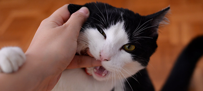 cabecera problemas conducta gatos