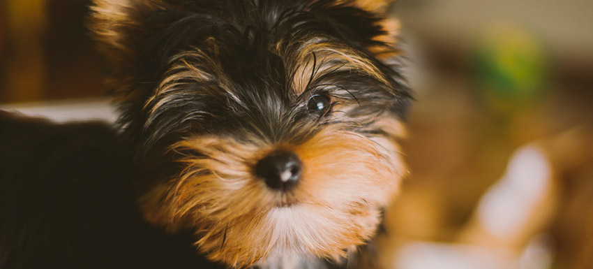Es Un Perro Pequeno El Adecuado Para Mi