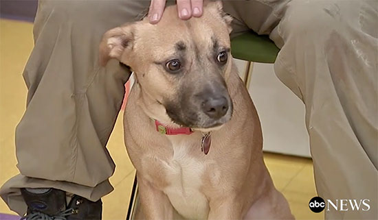 Un perro salva a su familia de morir en un incendio | Blog Kiwoko