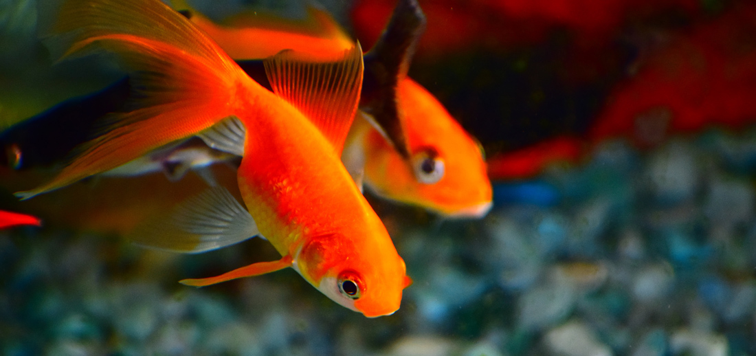 cabecera consejos cuidar goldfish