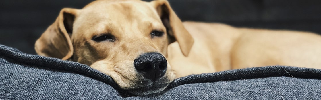Cama plástico sales perro kiwoko