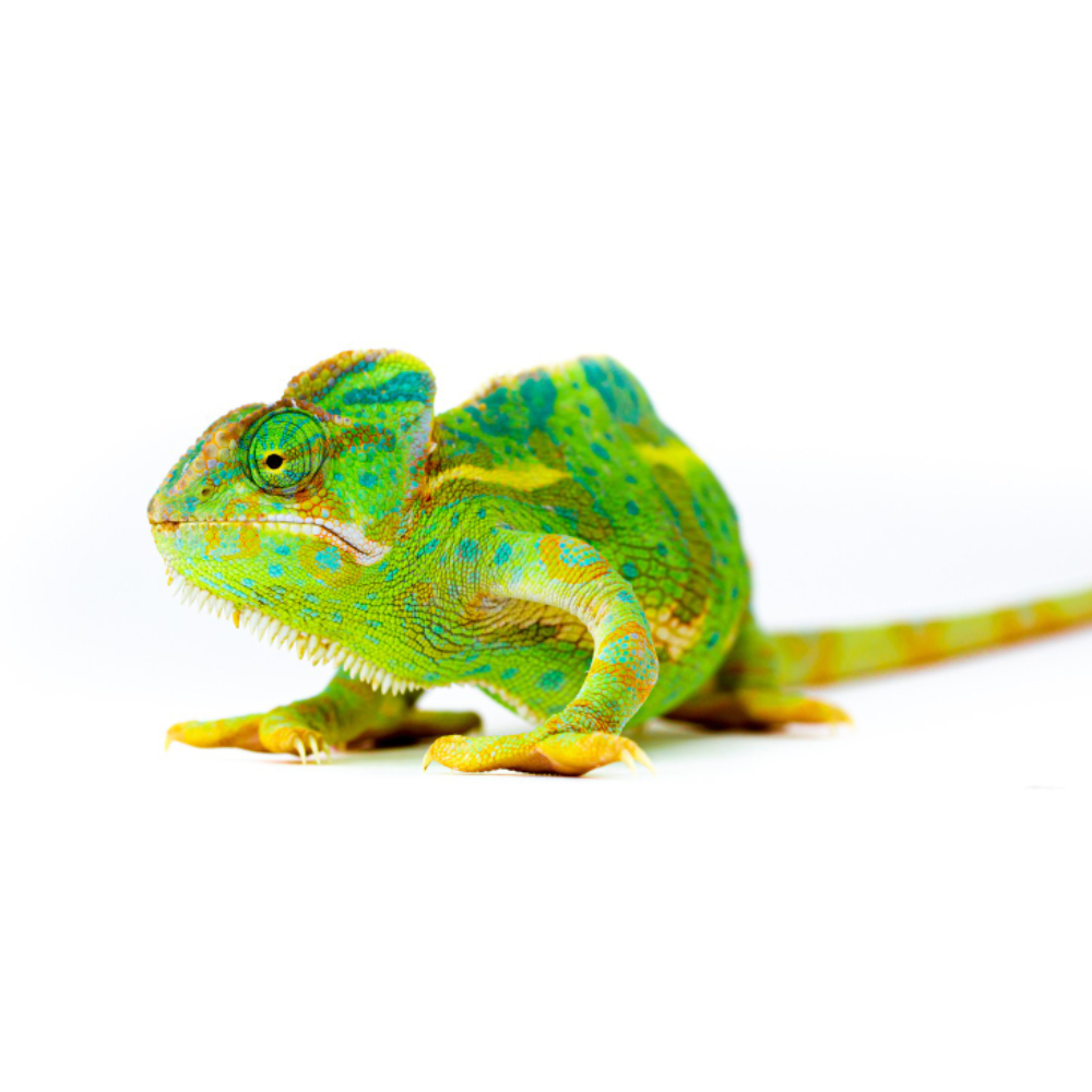 camaleon ficha tecnica