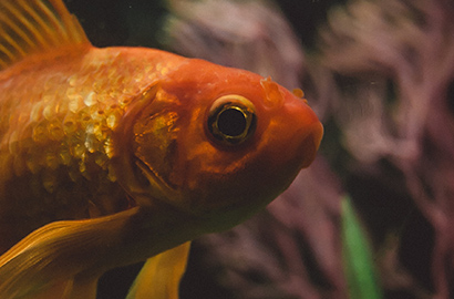 REcomendaciones para el cuiado de un goldfish