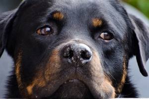 Encanto italiano dg73-Black Dog Rottweiler-se adapta a 9 mm Arrancador pulseras Perros Mascotas 