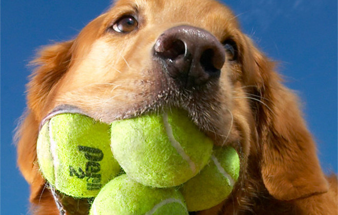 El perro con más número de pelotas en la boca