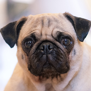 raza carlino o pug