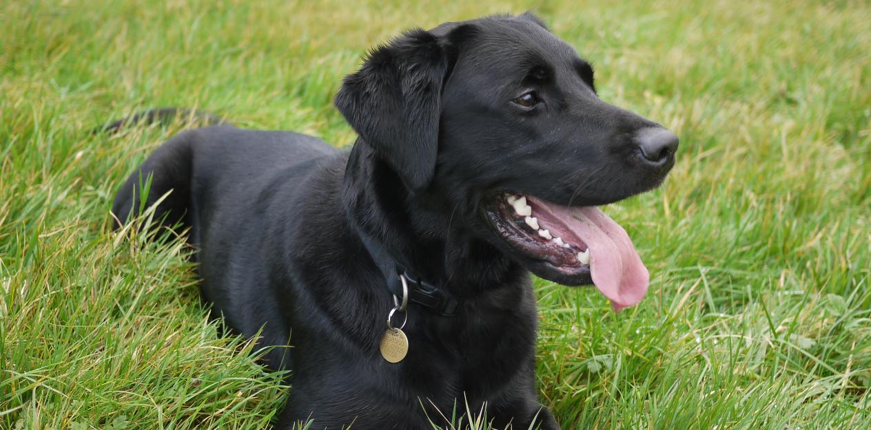 Perros de pelo negro: cuidados especiales