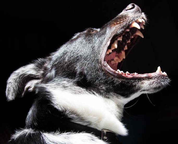 El perro con el ladrido más fuerte