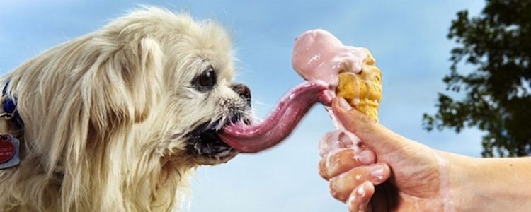 El perro con la lengua más larga del mundo
