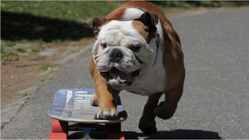 El perro más rápido en skate