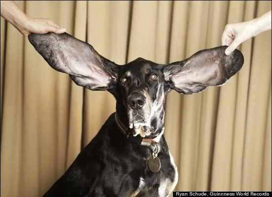 El perro con las orejas más grandes del mundo 