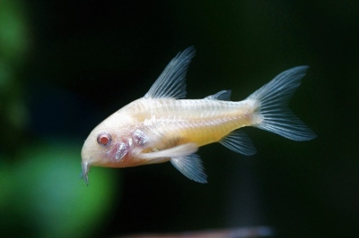 corydora ficha técnica