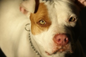 características pitbull