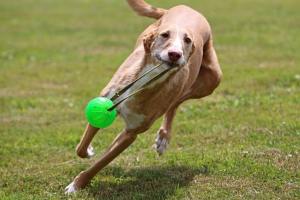 ficha podenco andaluz