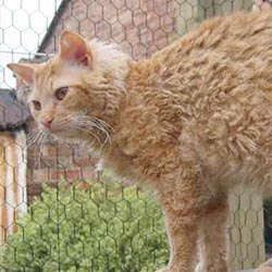 raza de gato laperm