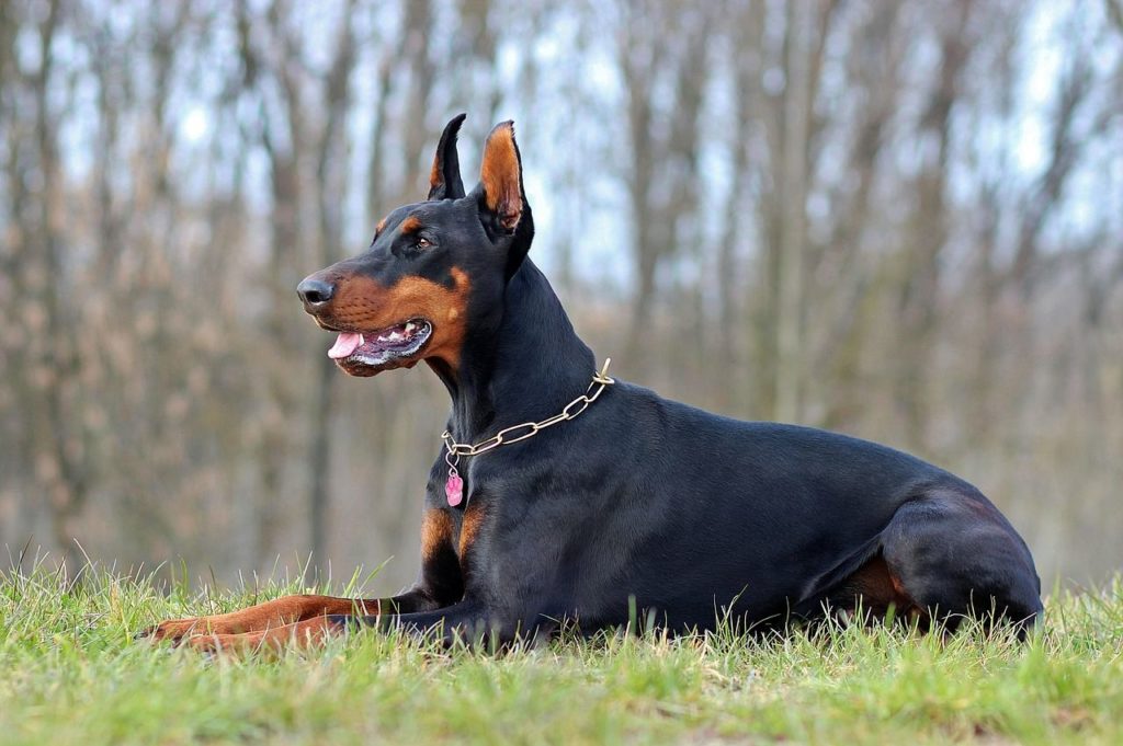 perro doberman