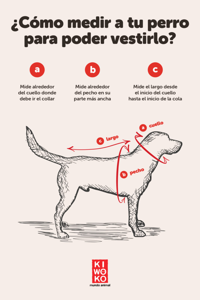 Infografía ¿Cómo medir a tu perro para saber su talla de ropa?