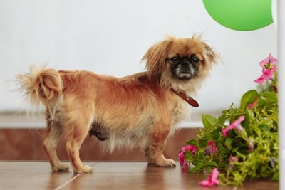 perro pekinés