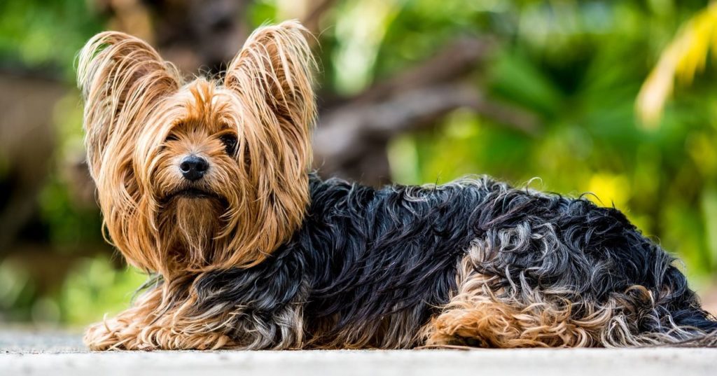 cachorro yorkshire