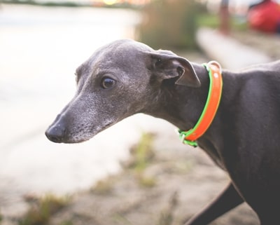 raza galgo inglés o greyhound