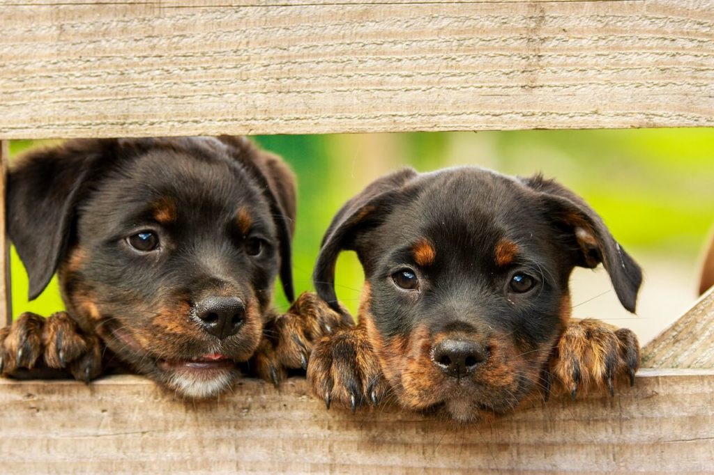 cachorros rottweiler